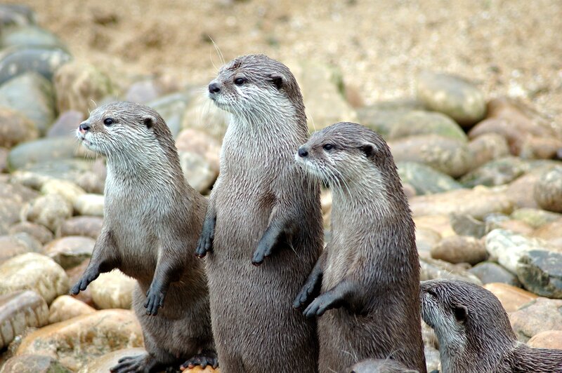 otter family on rocks