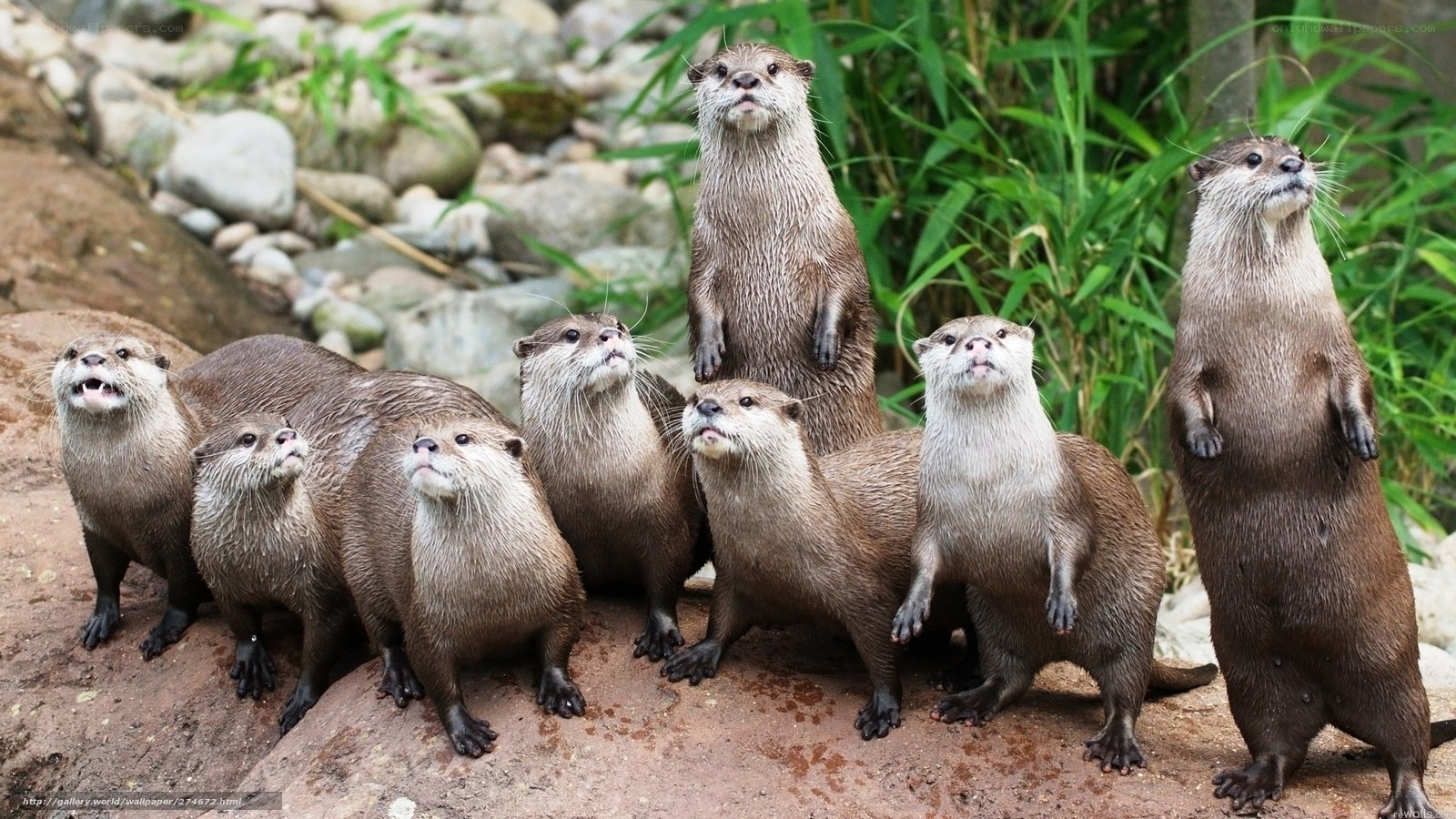 otter family on rocks