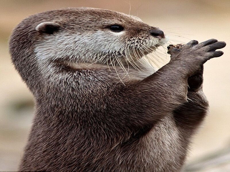Otter Holding Food