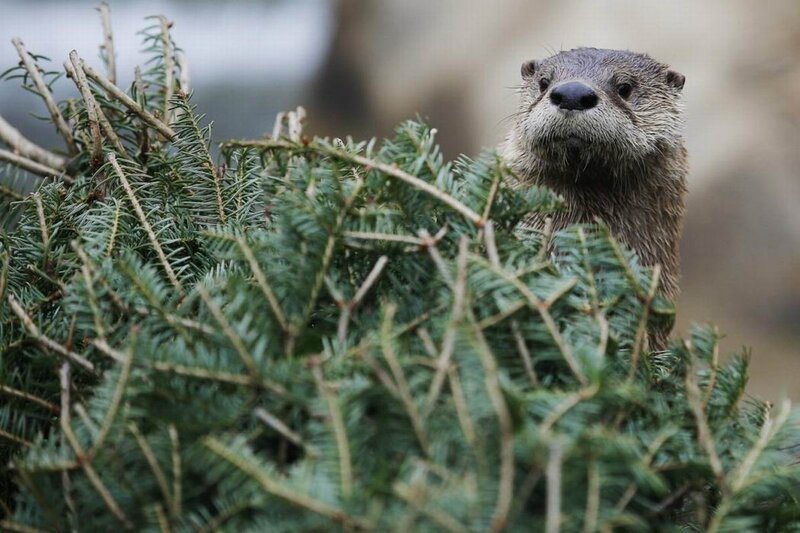 Otter in Evergreen Branches