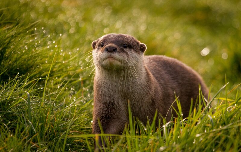 Otter in Grass — Green