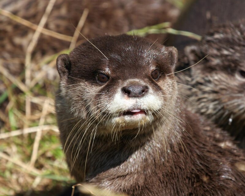 Otter in Grass