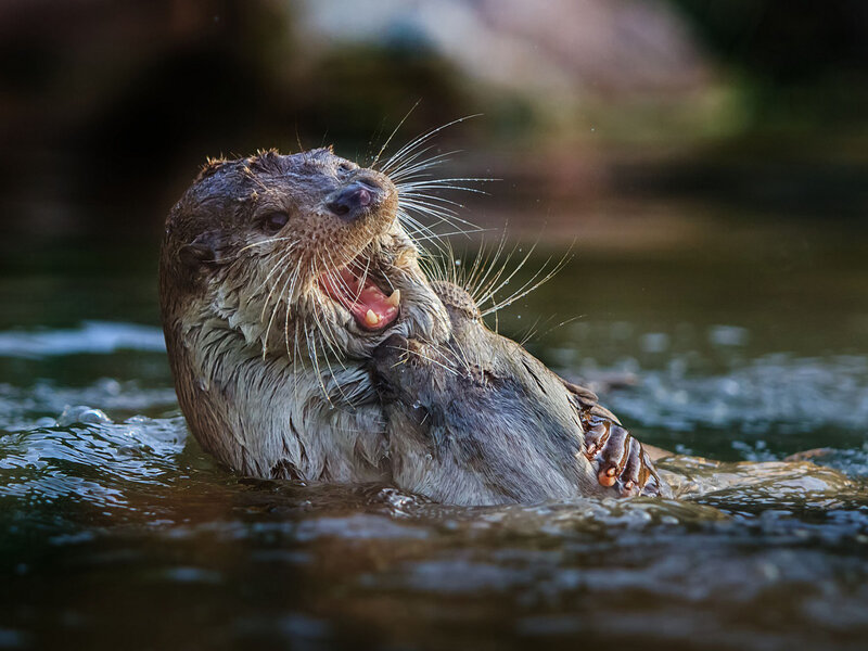 Otter in Water