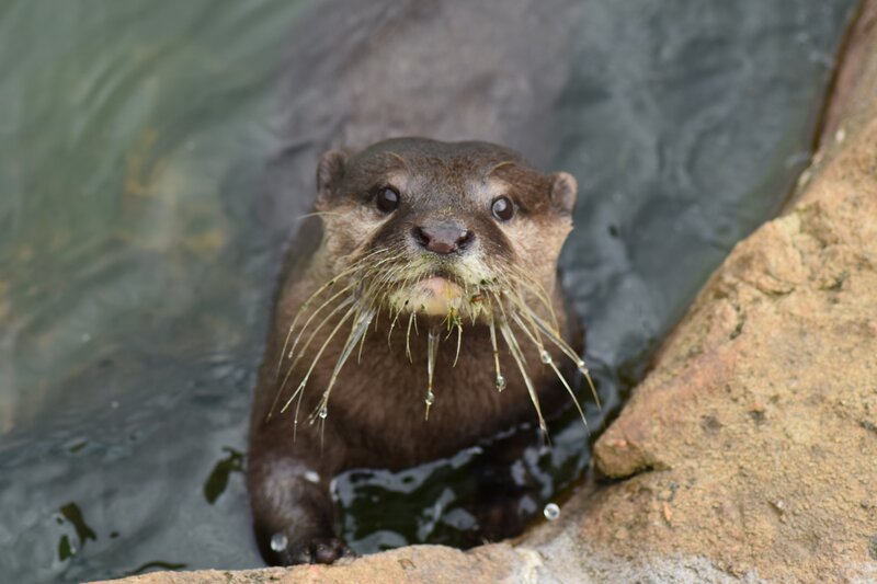 otter in water with whiskers