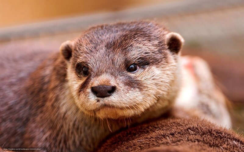 Otter Looking at Camera