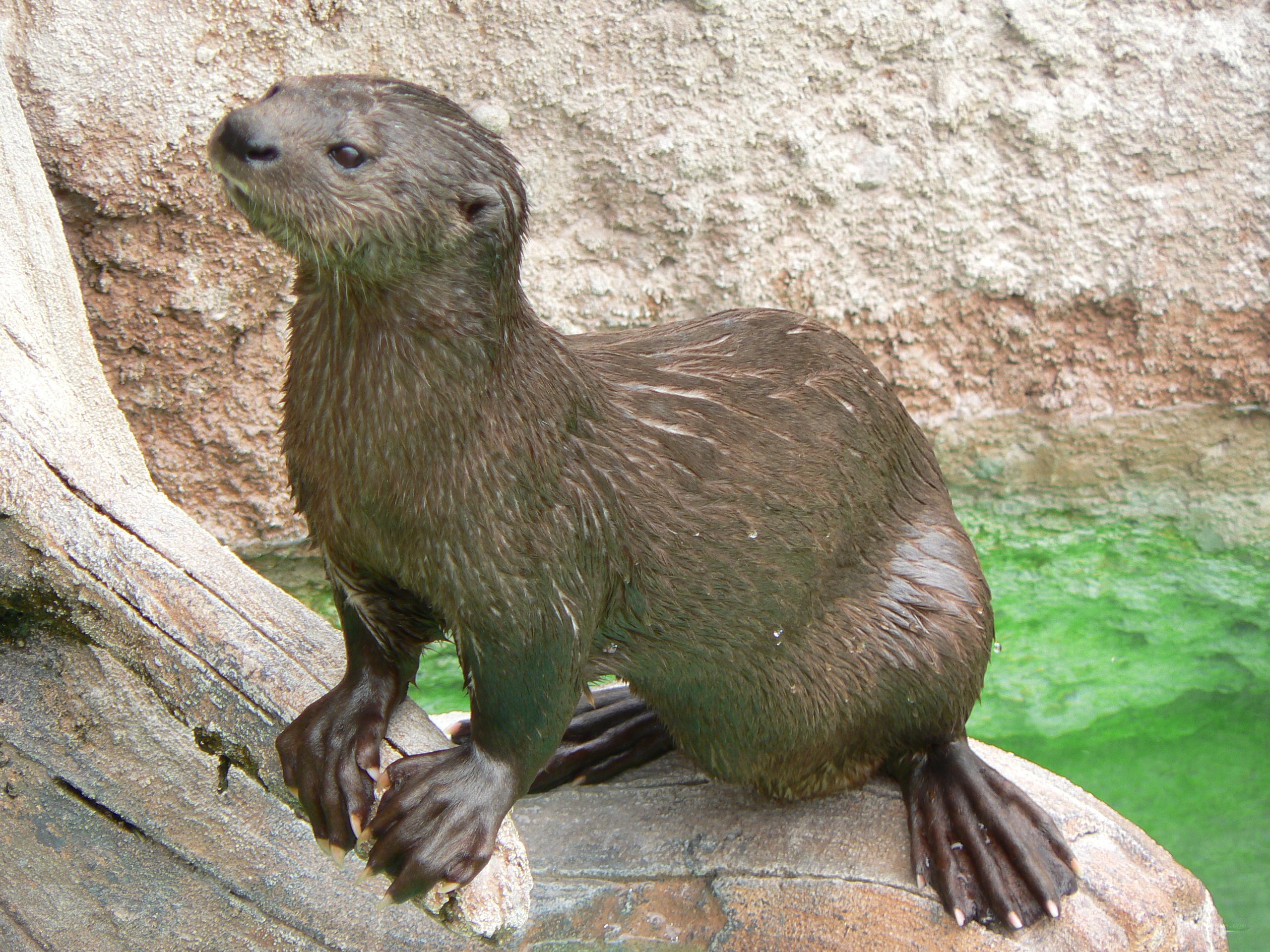 otter on a rock