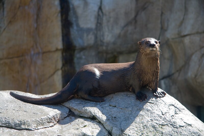 otter on a rock