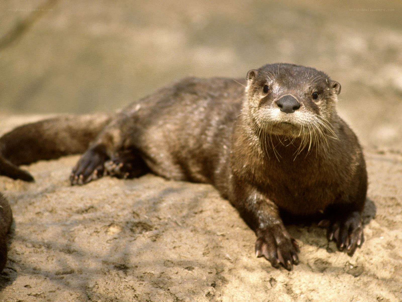otter on a rock
