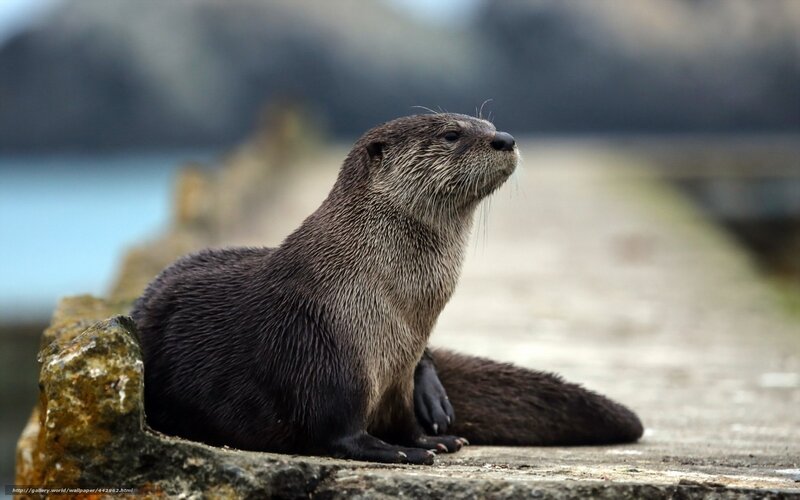 Otter on a Rock — Brown, Calm