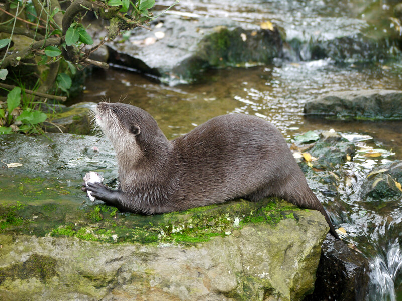 Otter on a Rock — Brown