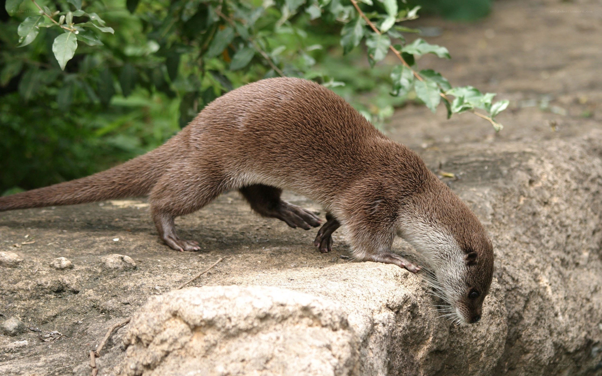 otter on a rock