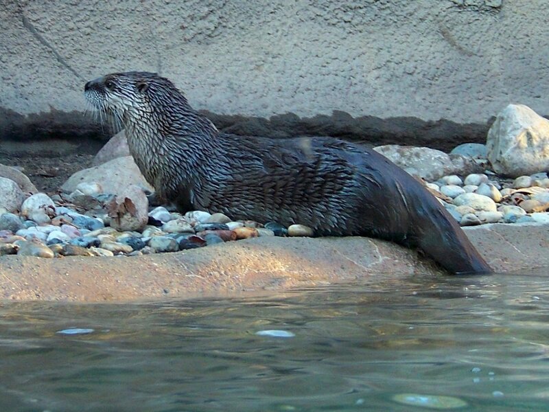 otter on a rocky bank