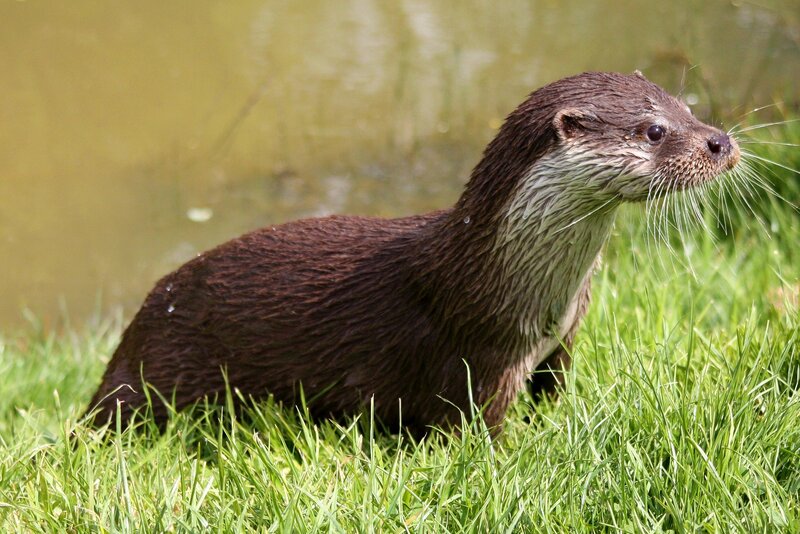 otter on grass near water
