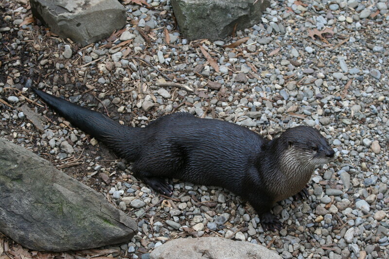 otter on gravel ground