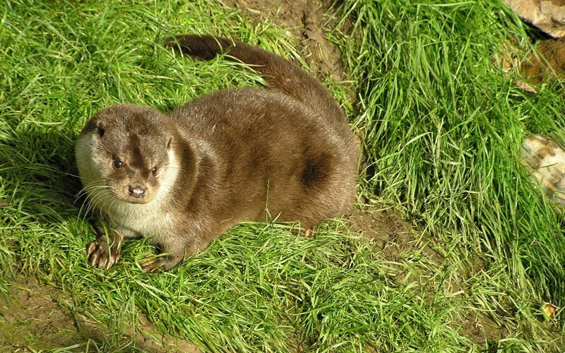 otter on green grass