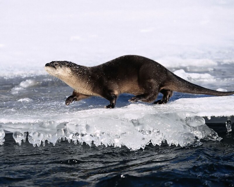 Otter on ice floe