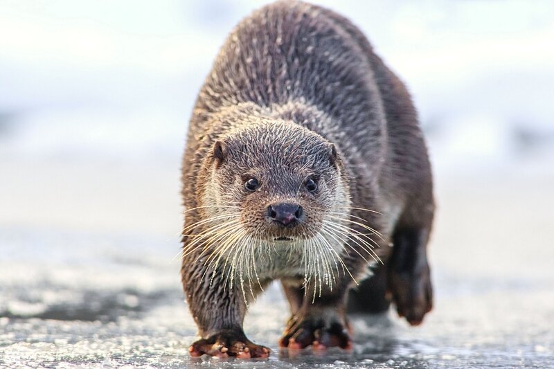 otter on icy ground