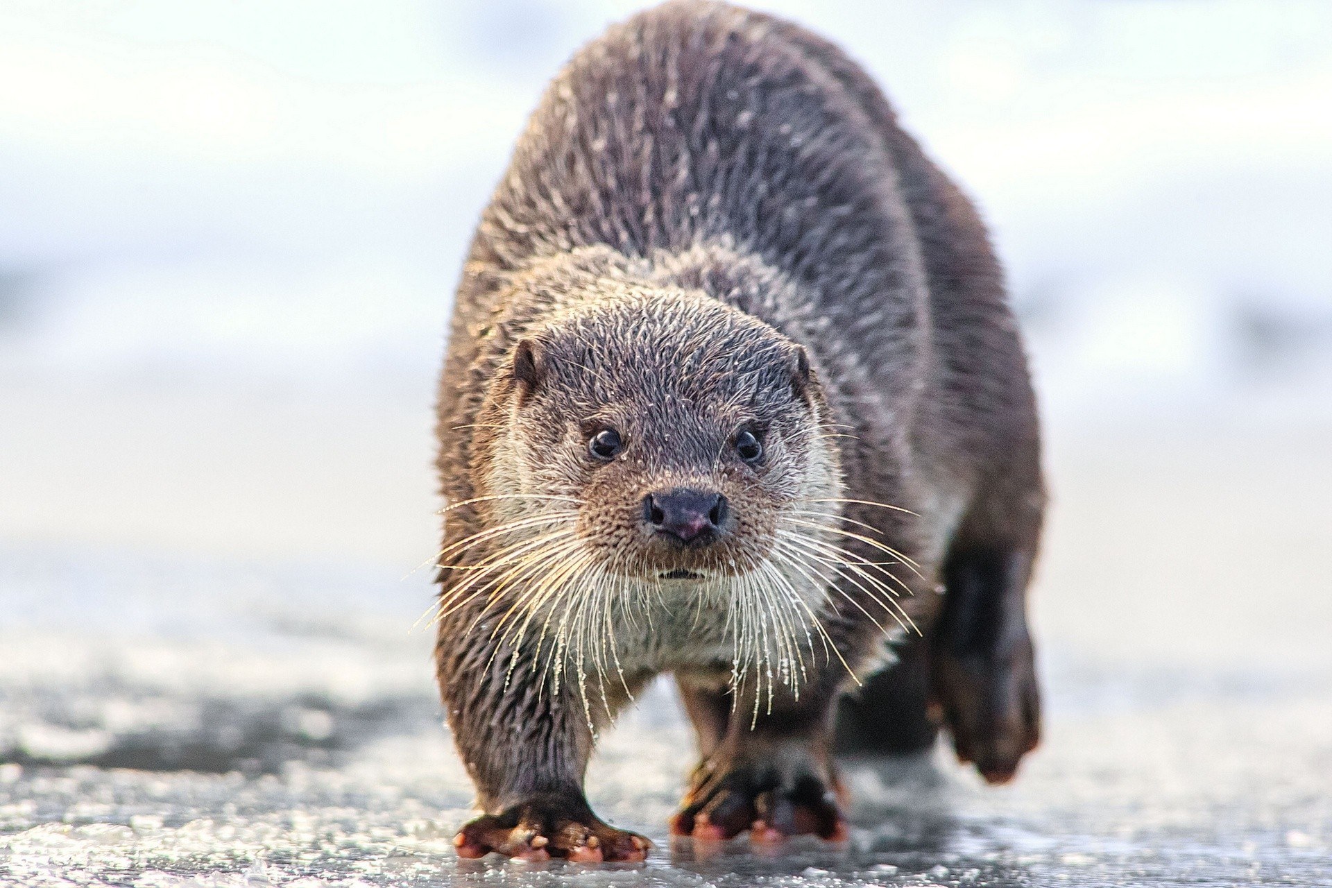 otter on icy ground