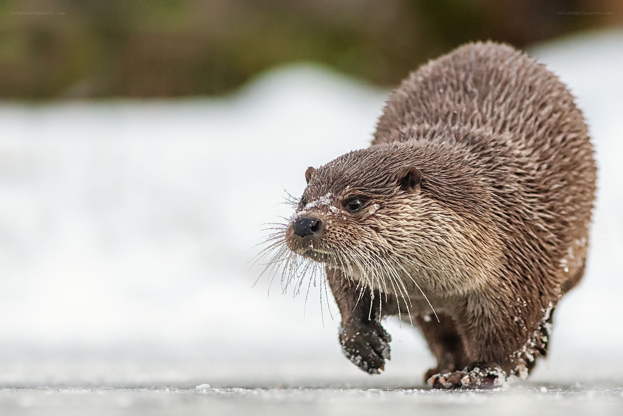 otter on snowy ground