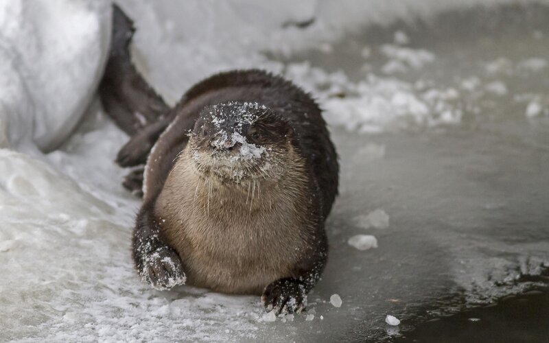 otter on snowy ice