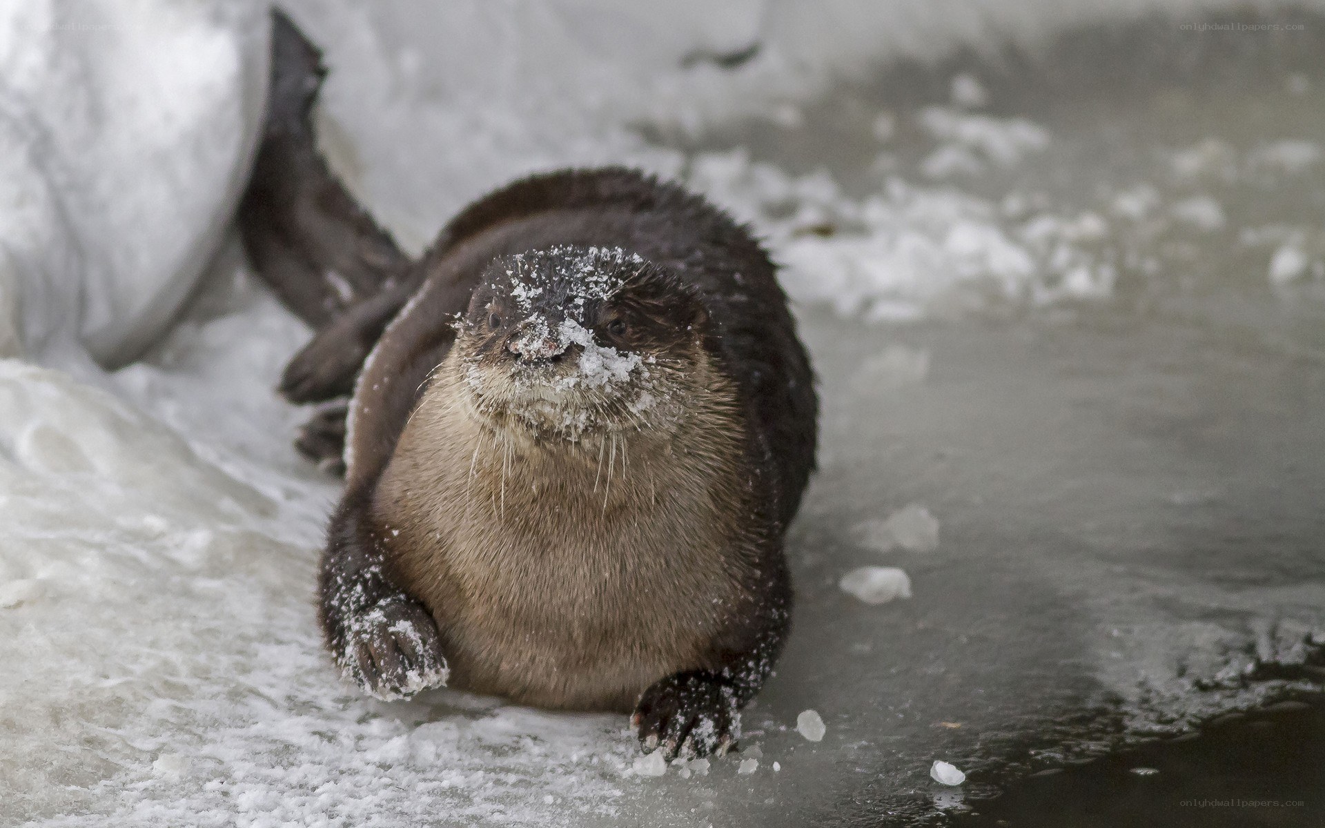 otter on snowy ice