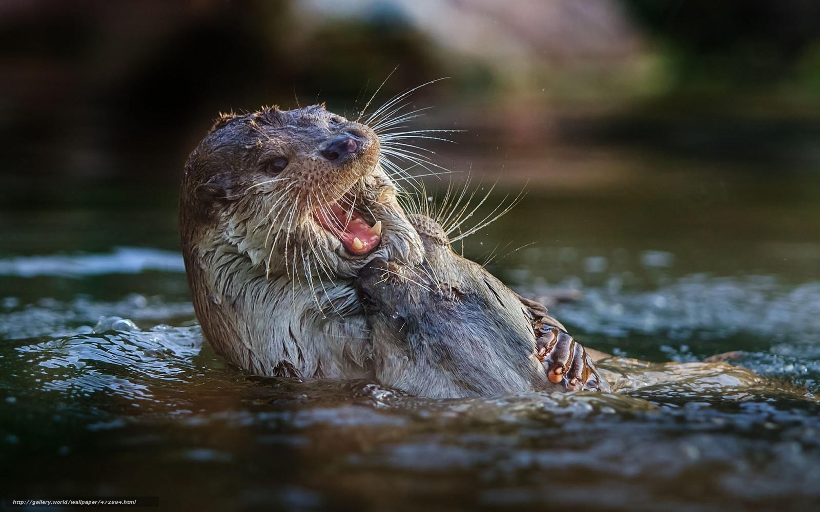 otter playing in water
