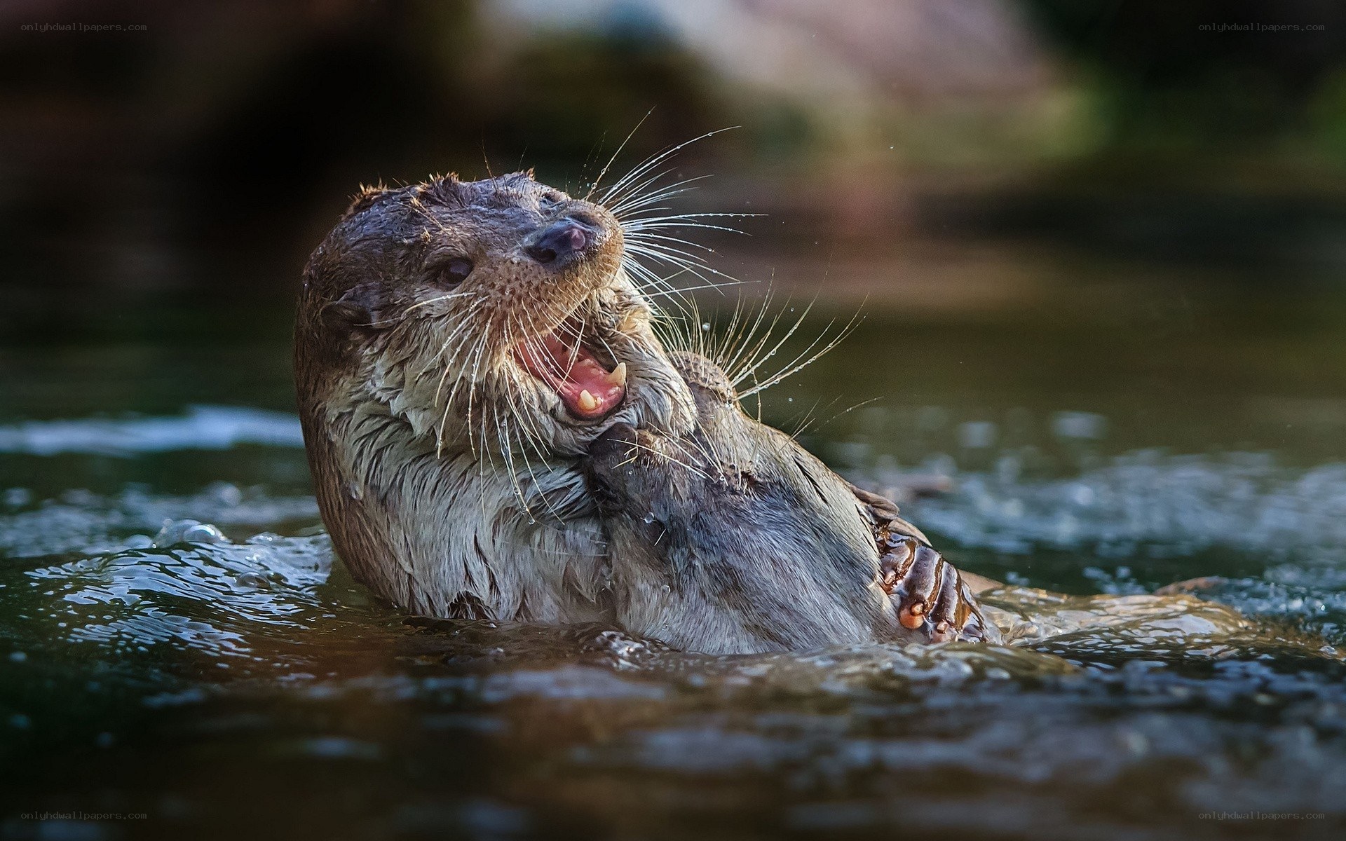 otter playing in water