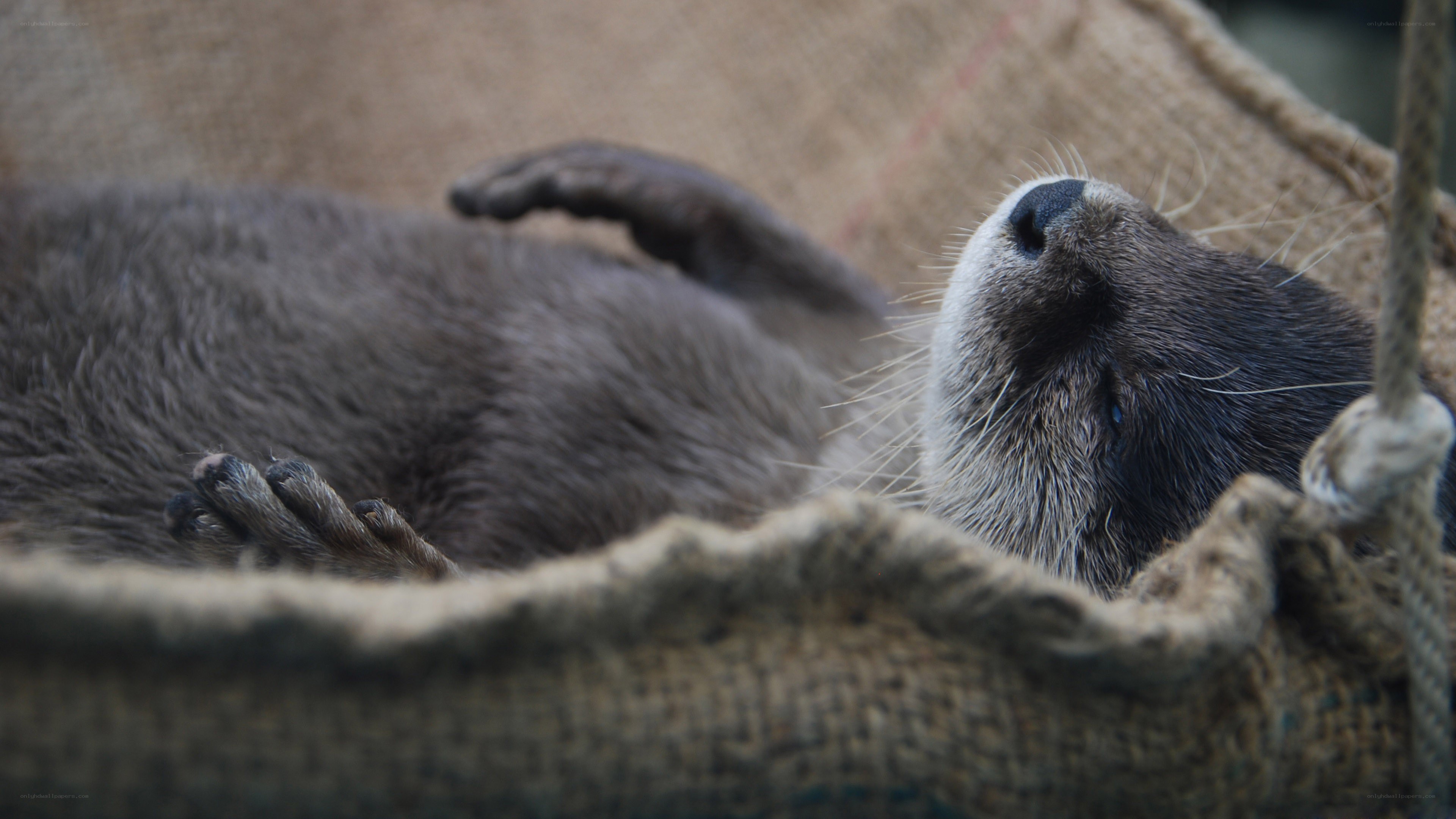 otter resting in a sack