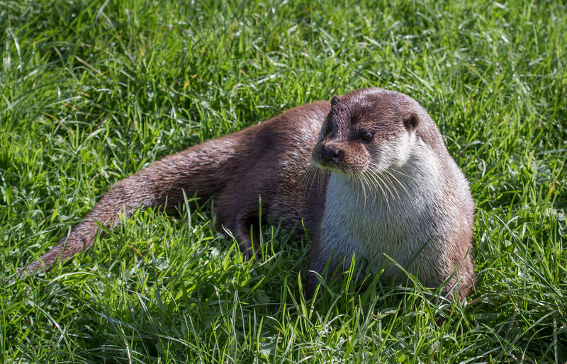 otter resting in grass