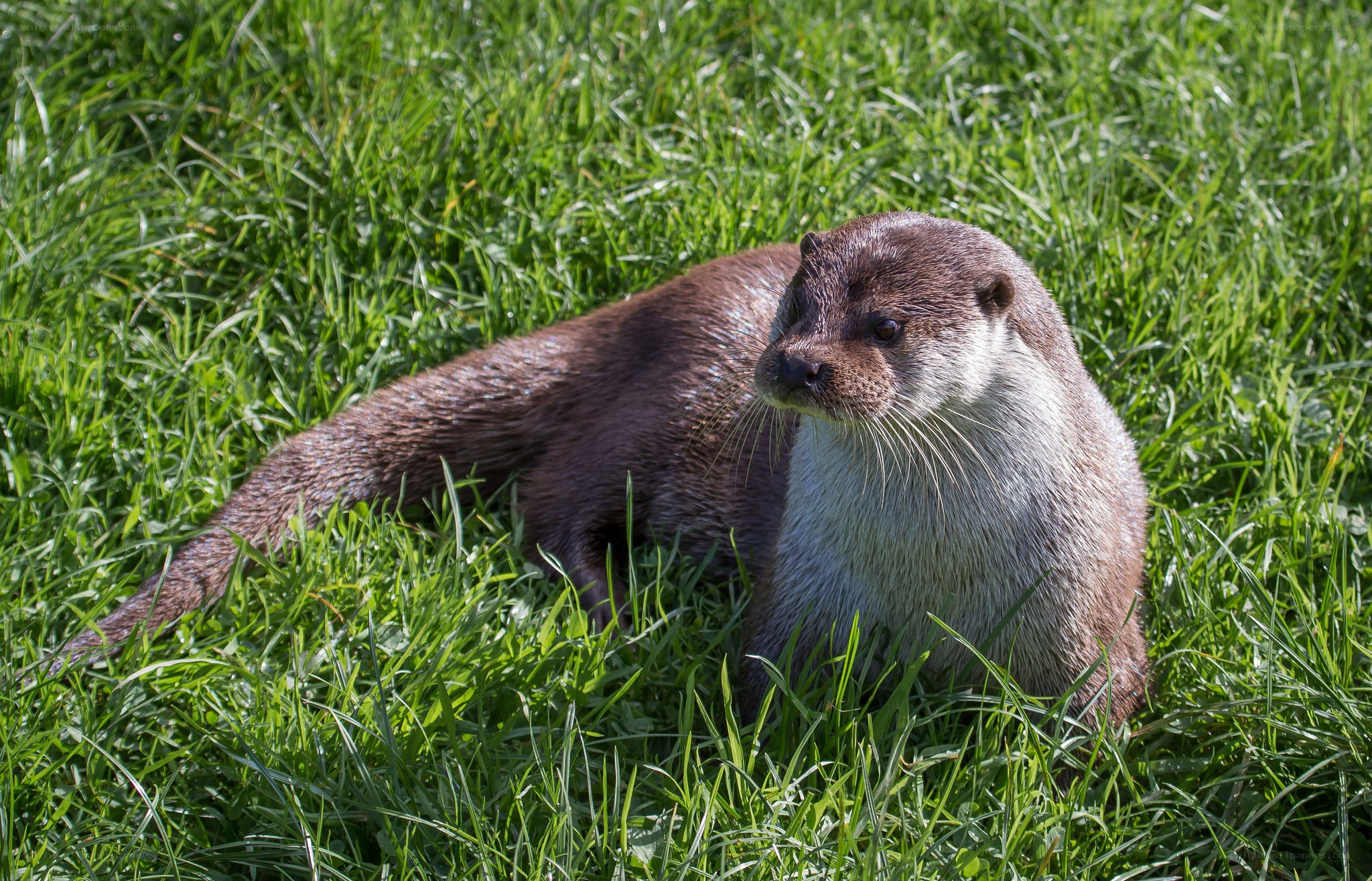otter resting in grass