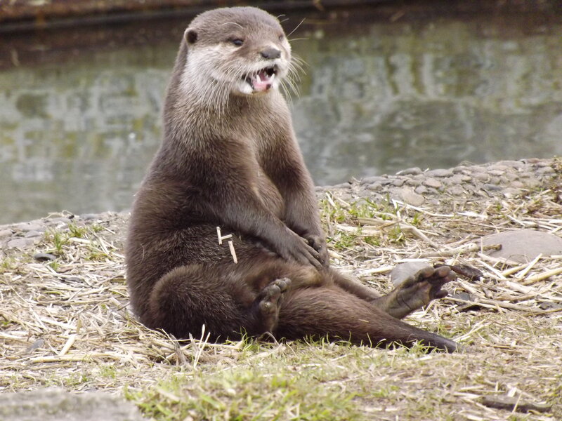 Otter Sitting on Ground