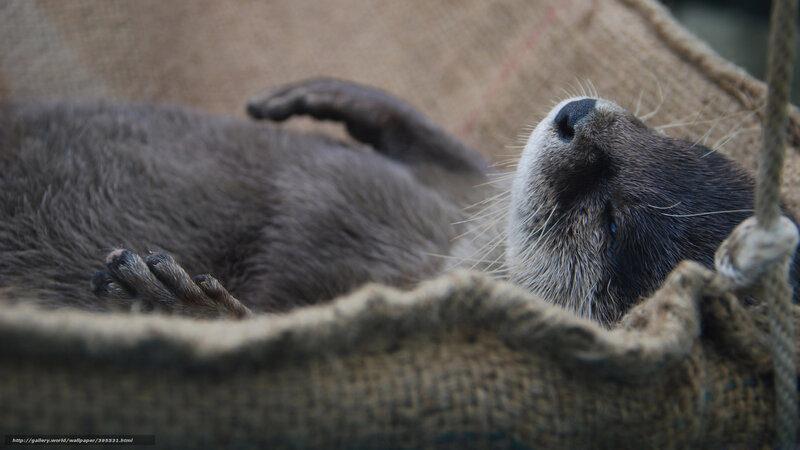 otter sleeping in sack