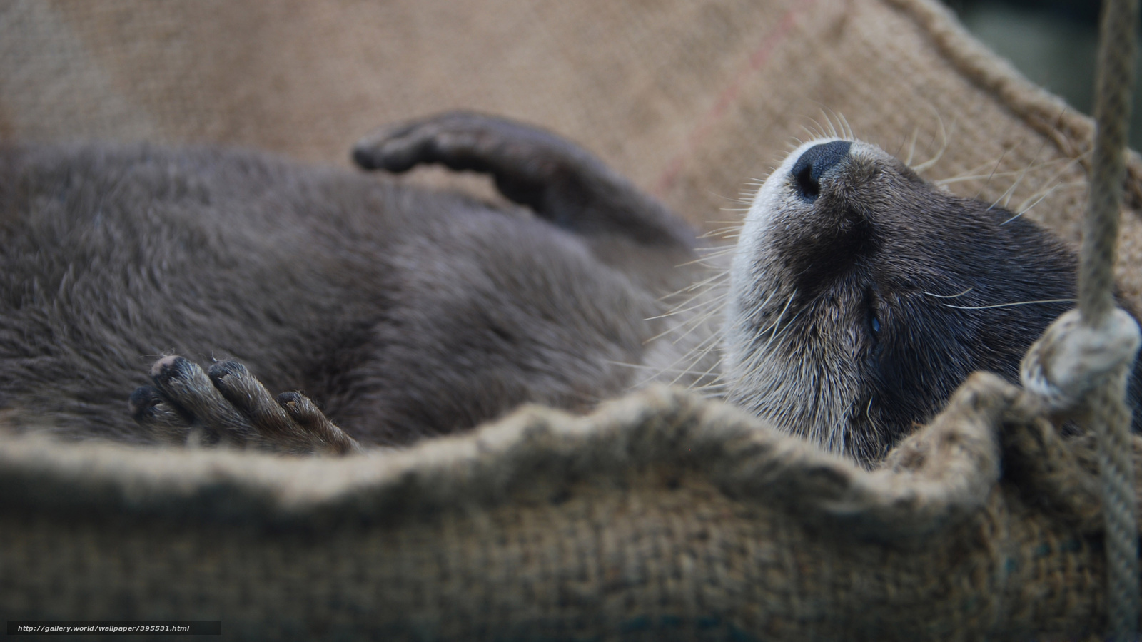 otter sleeping in sack