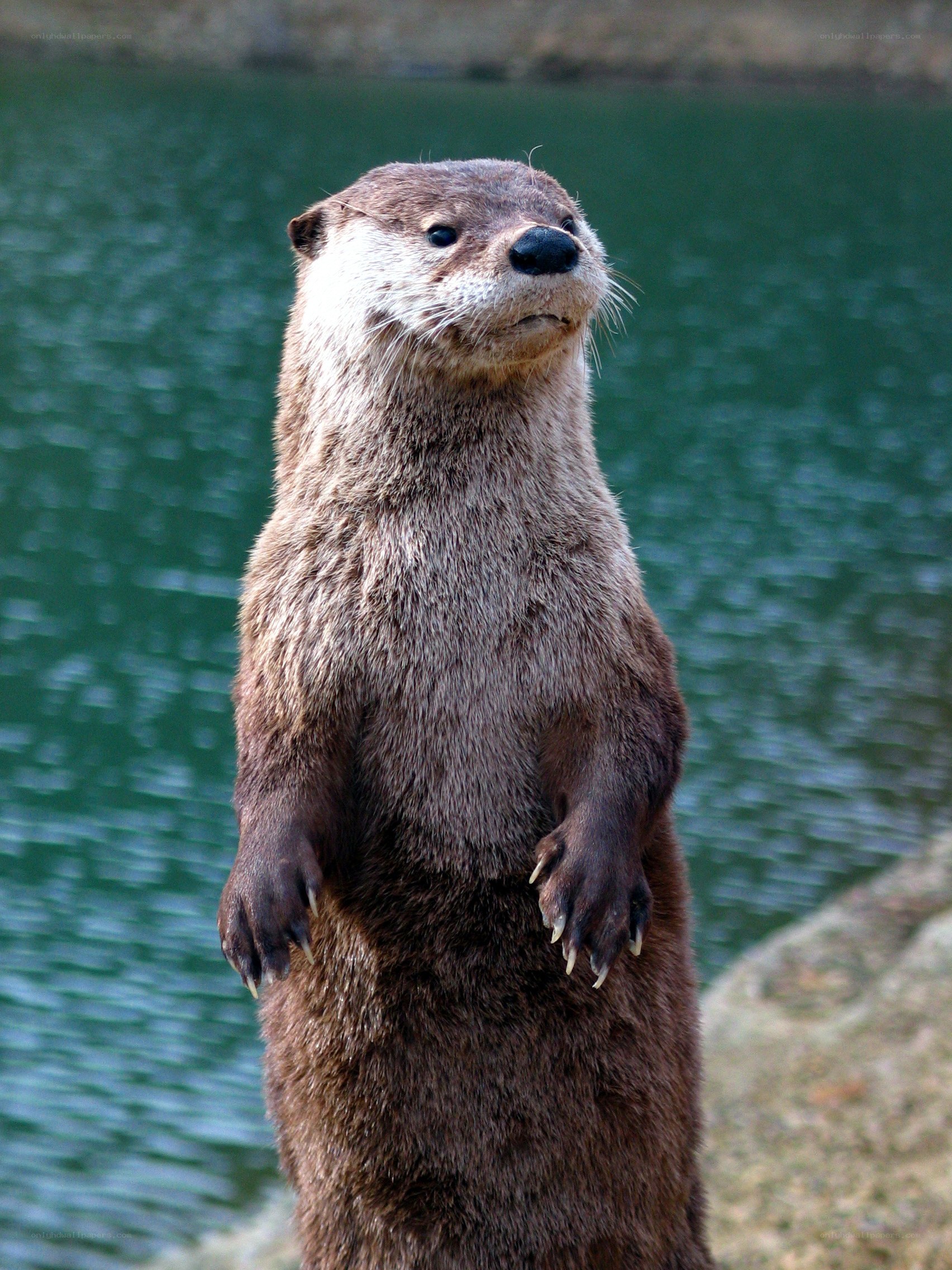 otter standing by water