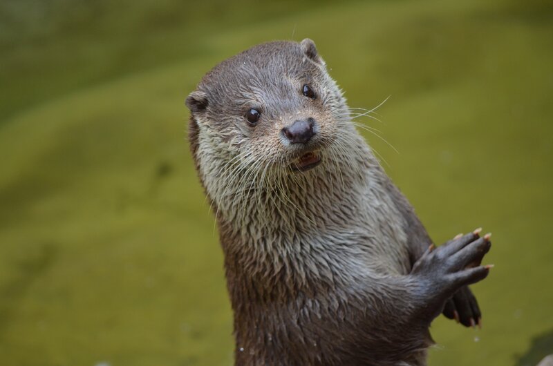 otter standing in water