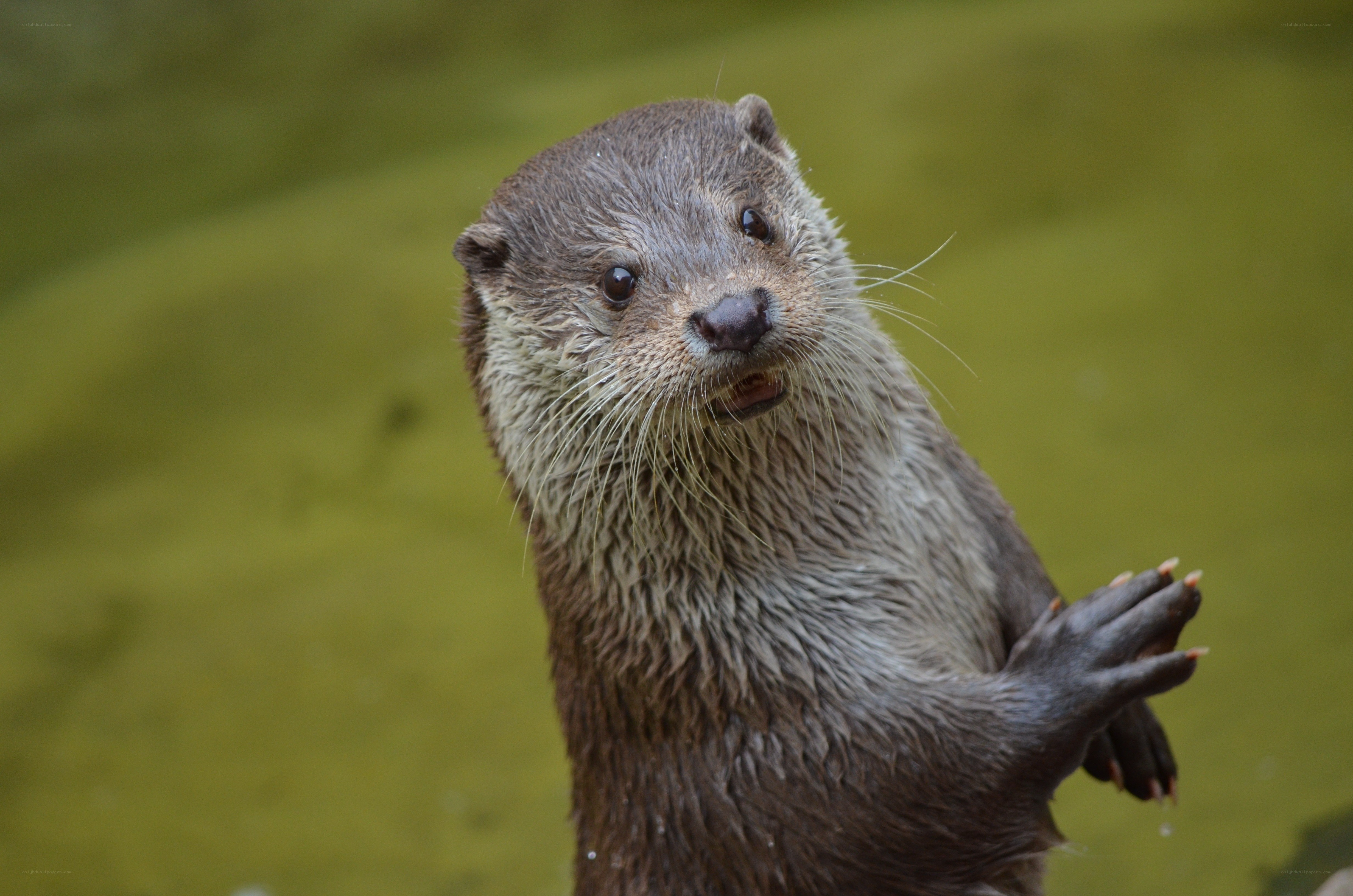otter standing in water