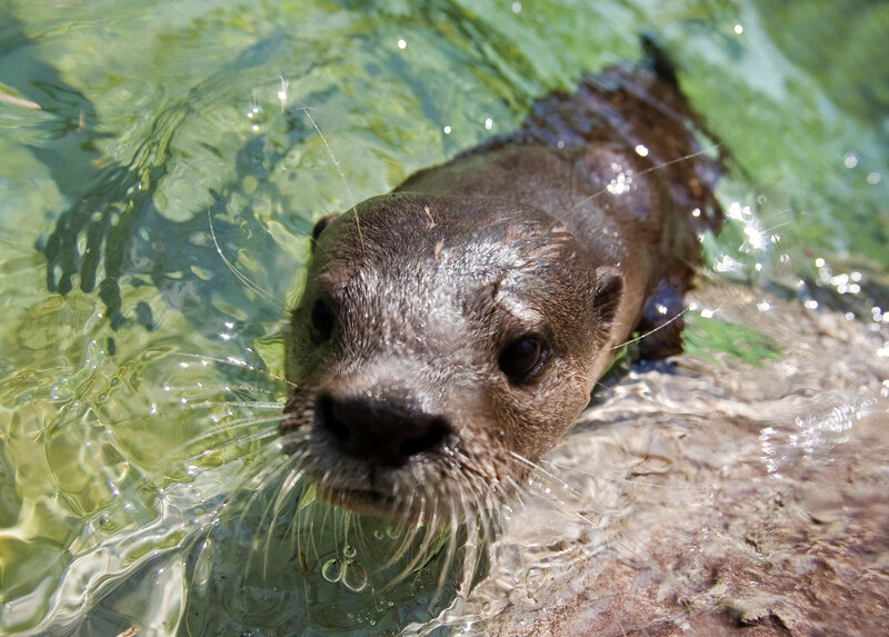 otter swimming in clear water