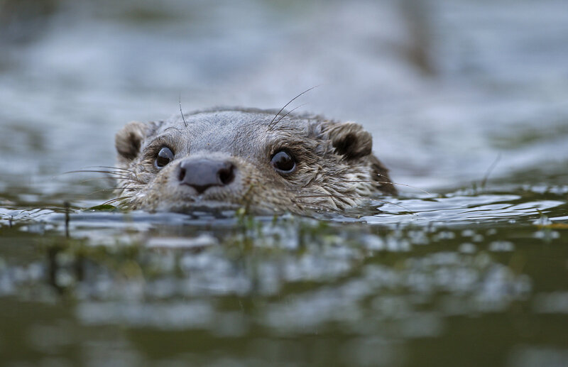 otter swimming in water
