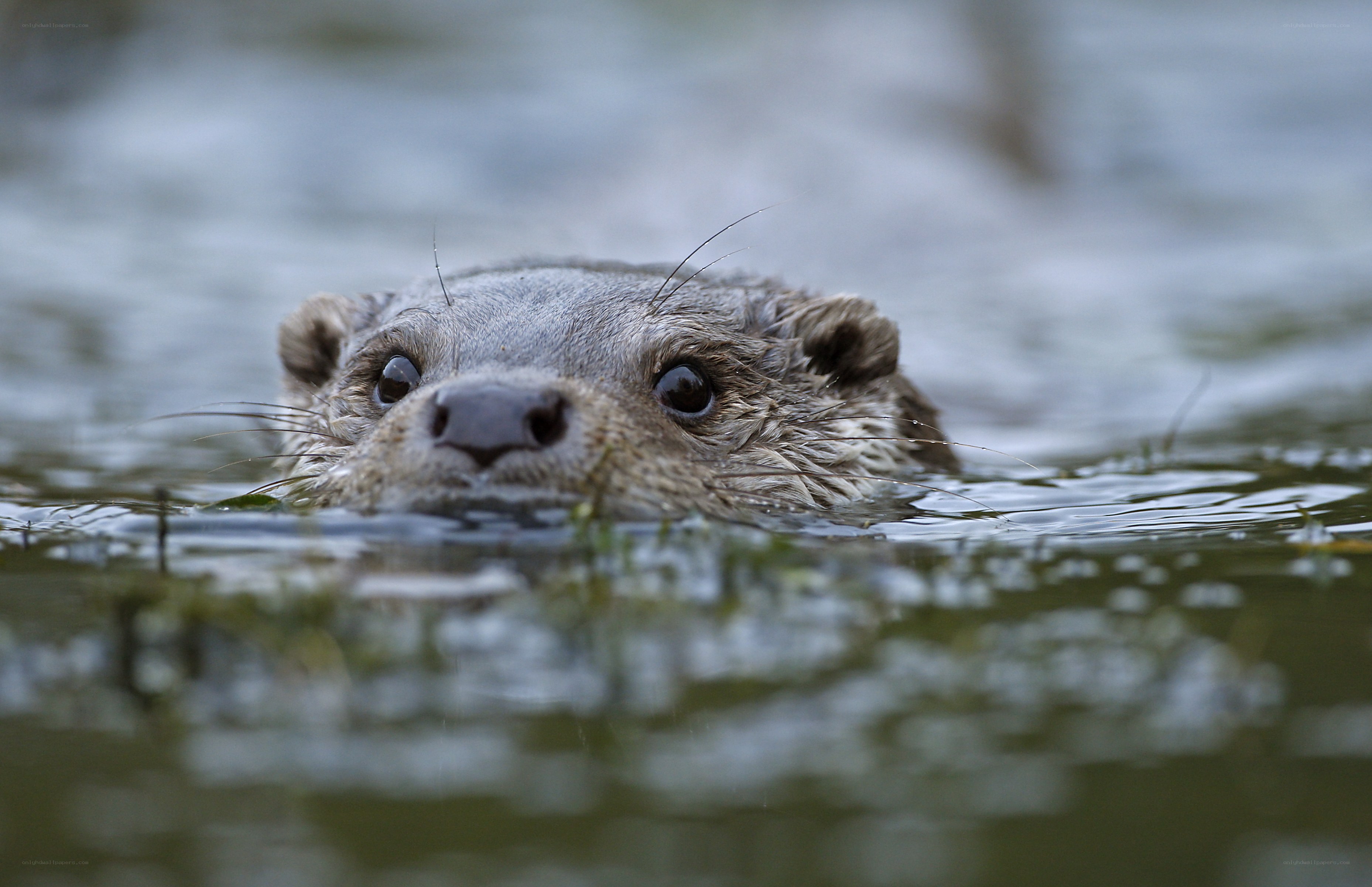 otter swimming in water