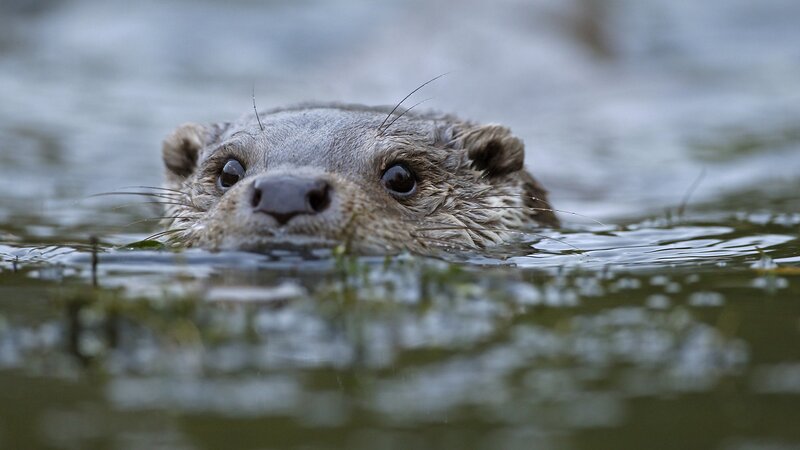 otter swimming in water