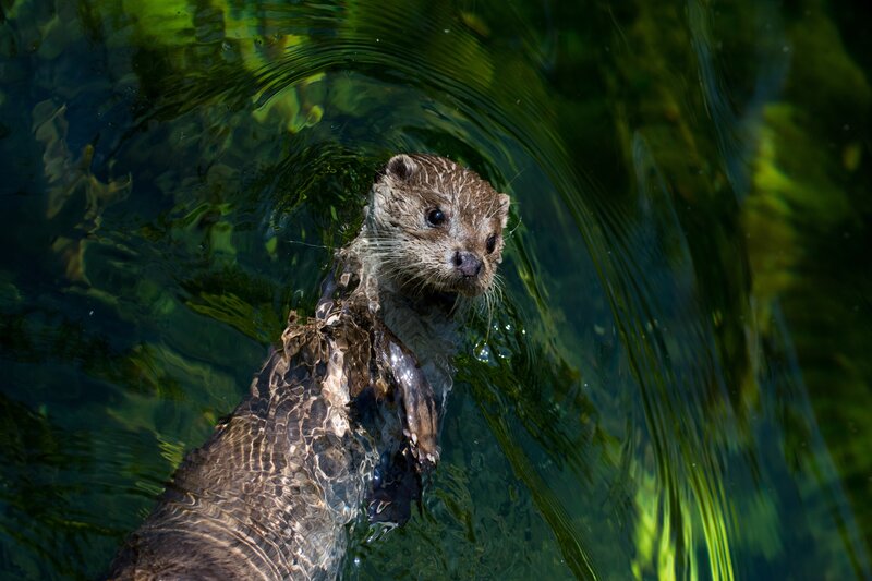 Otter Swimming in Water — Green