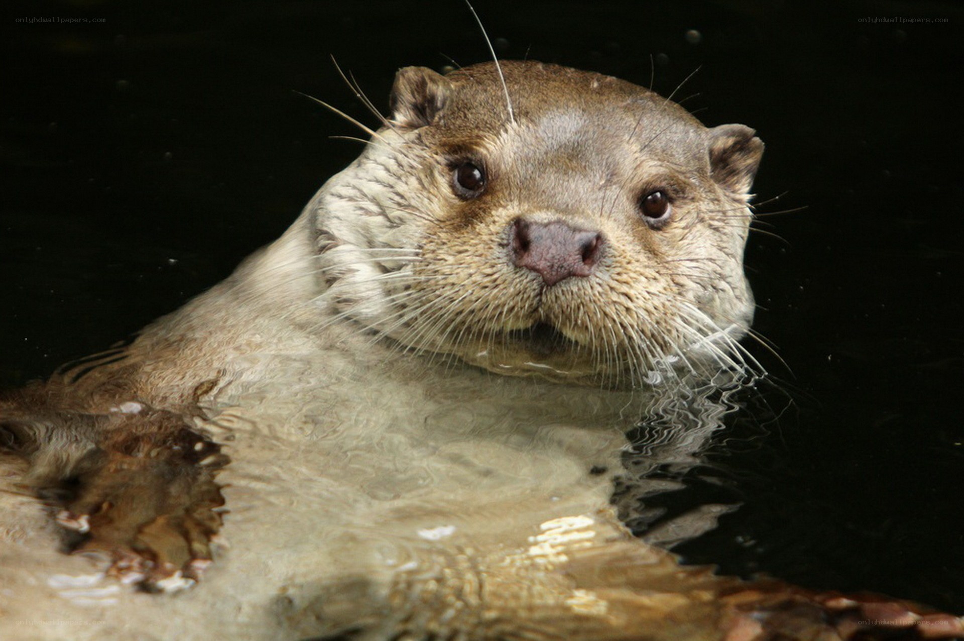 otter swimming in water