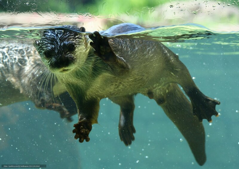 otter swimming underwater