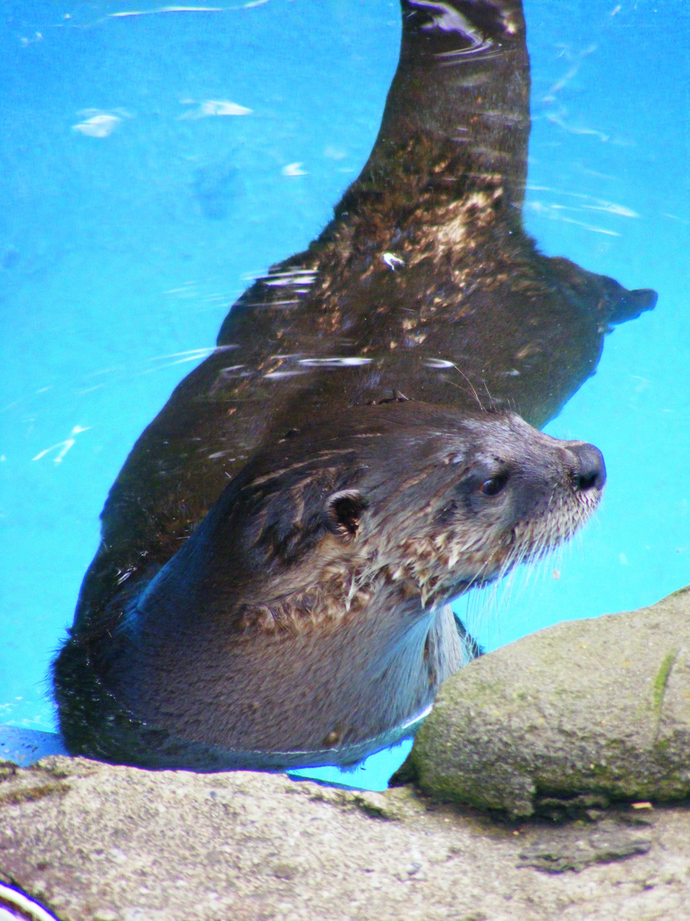 otter swimming underwater