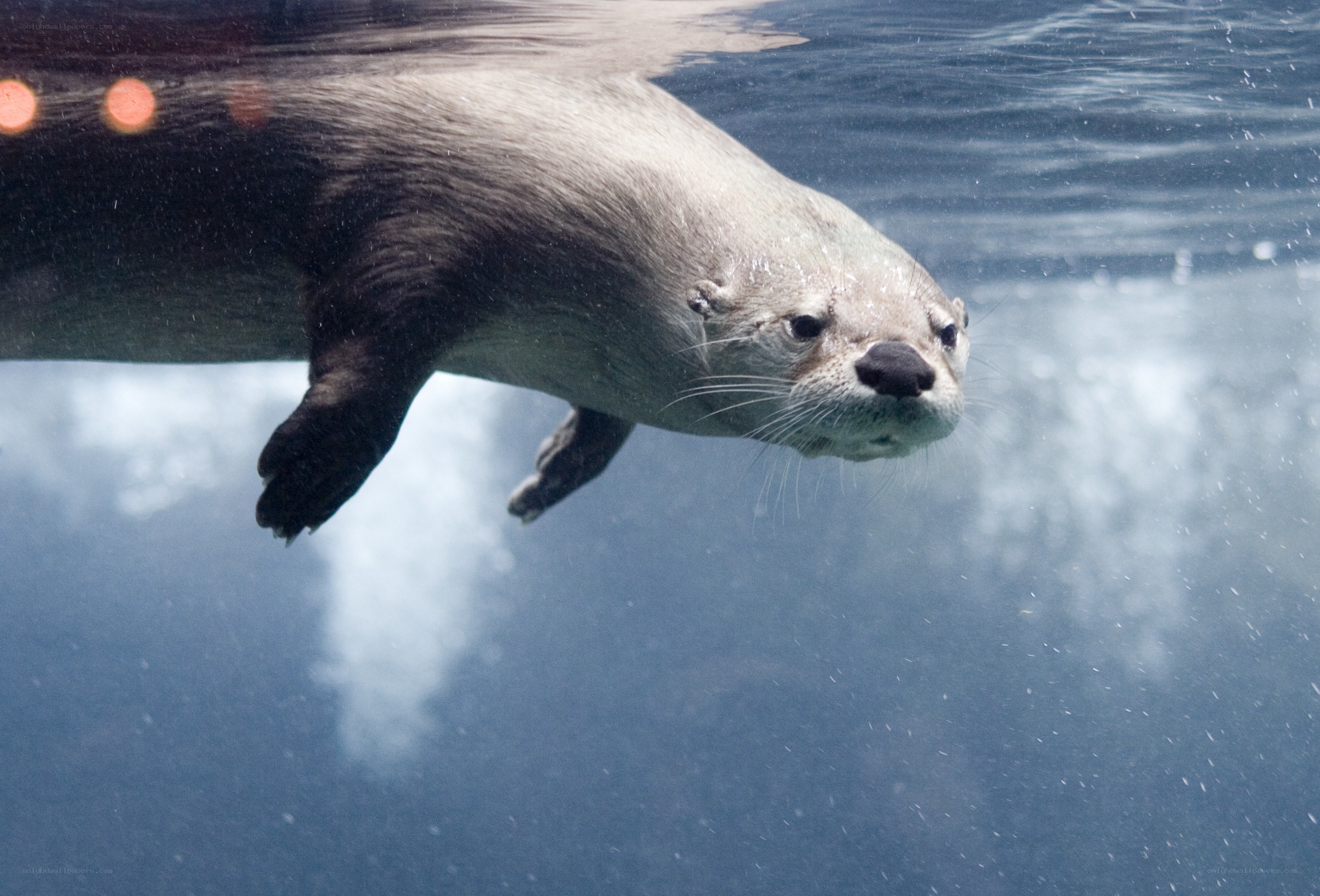otter swimming underwater