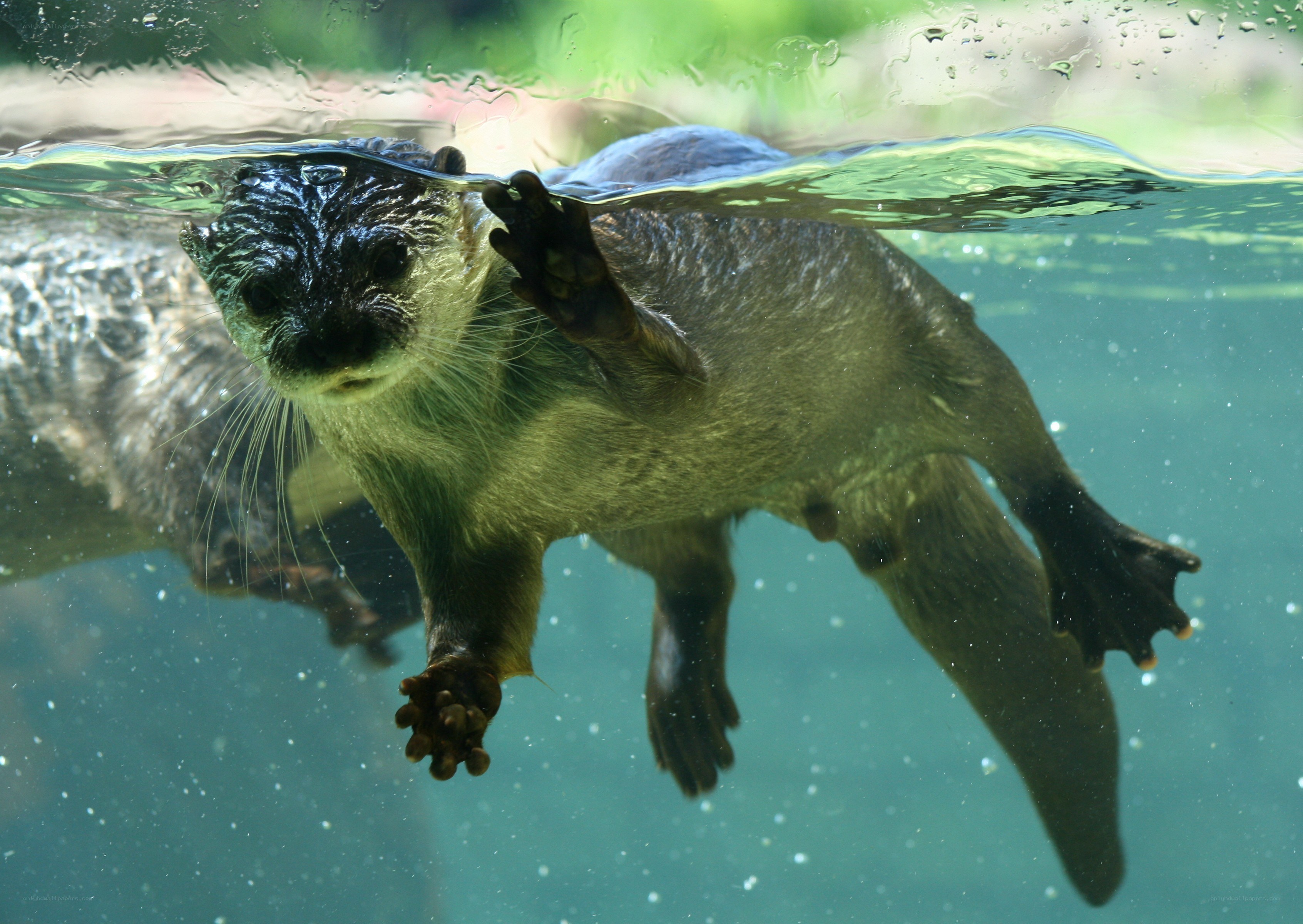 otter swimming underwater
