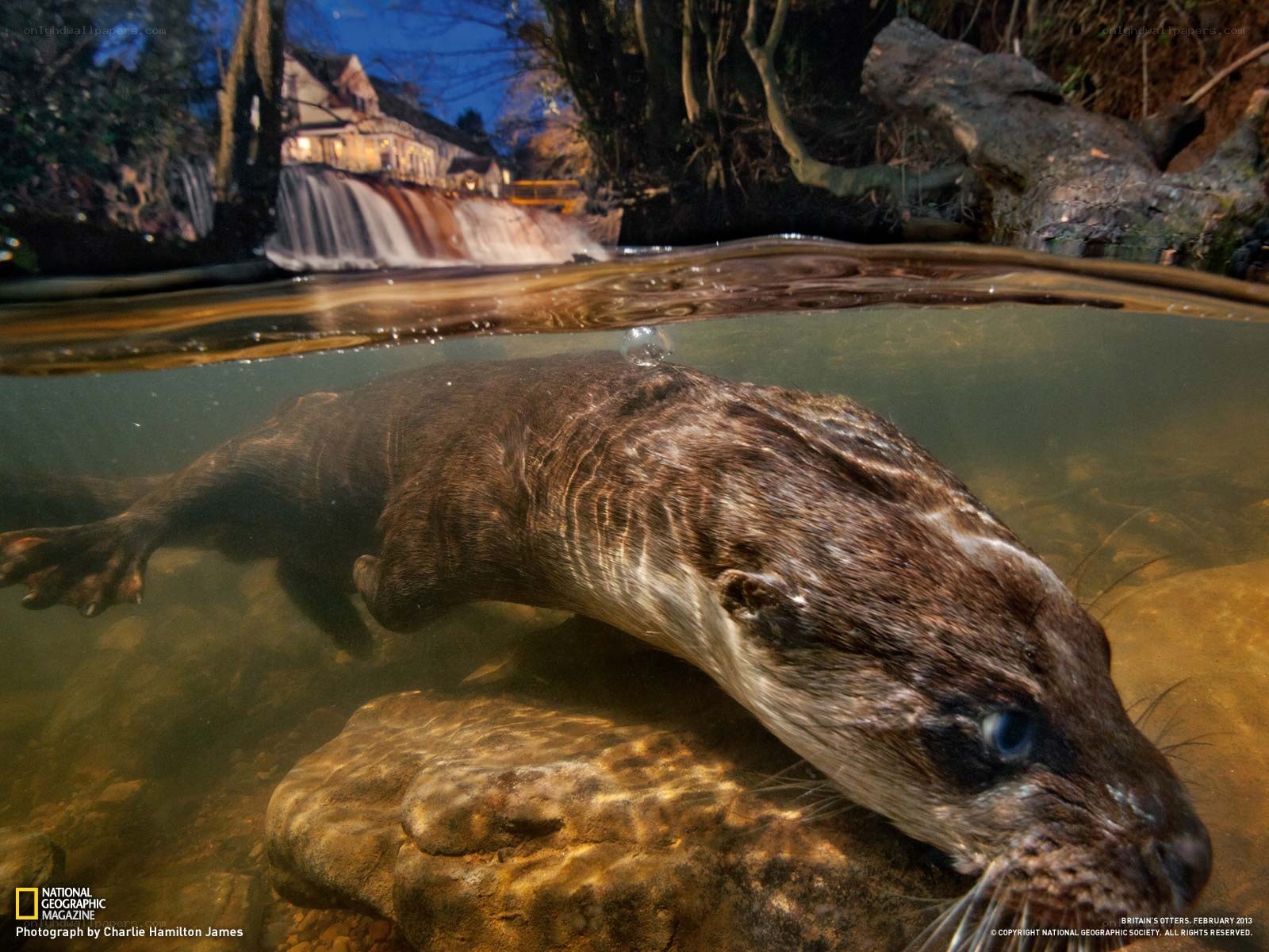 Otter swimming underwater