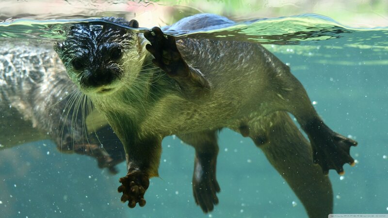 Otter Swimming Underwater — Green, Calm