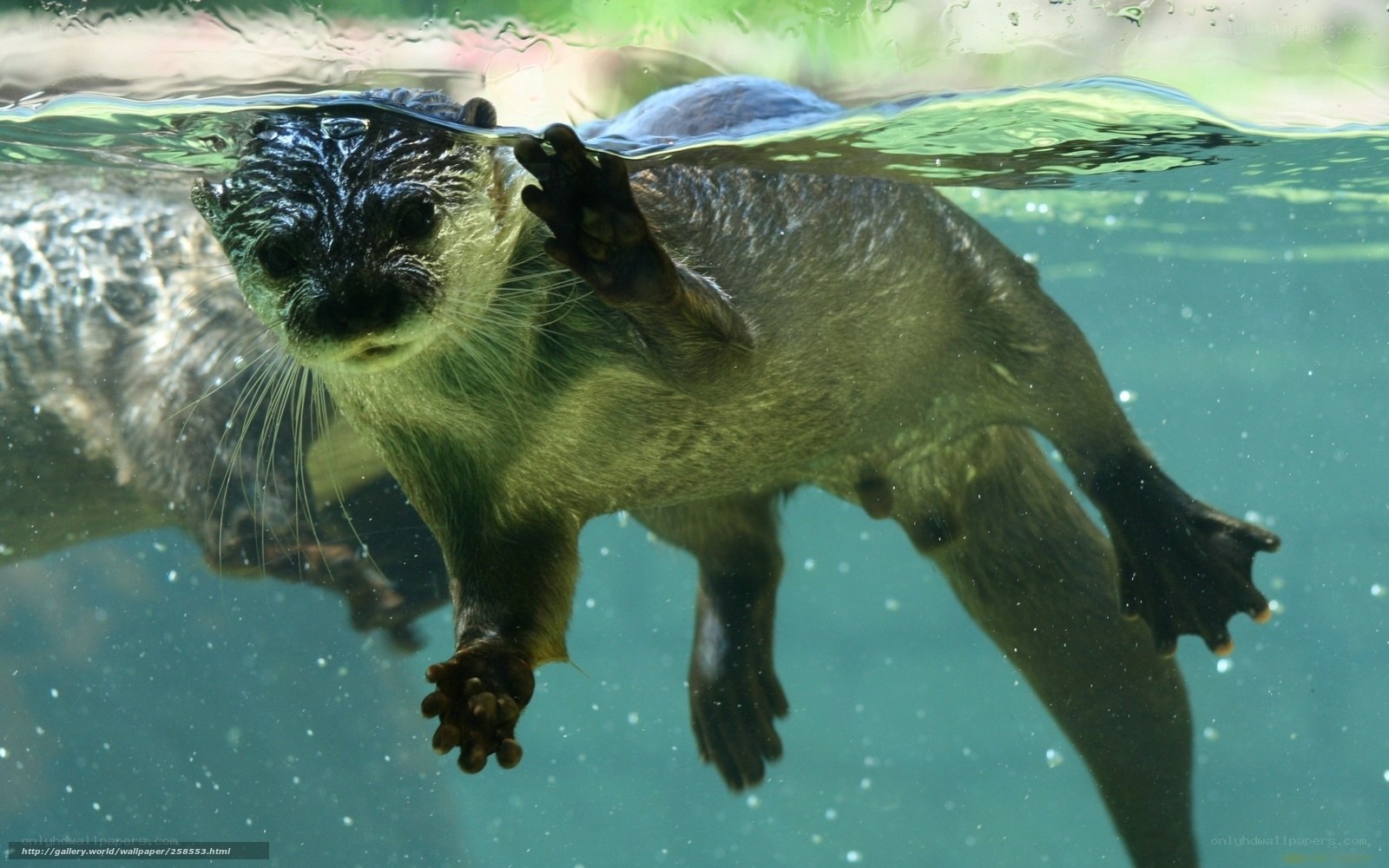 otter swimming underwater
