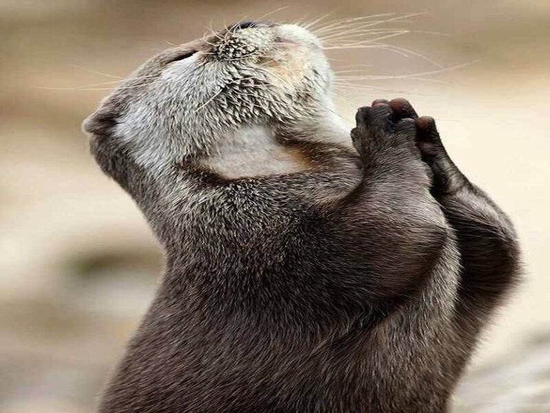 Otter with Paws Together — Brown, Peaceful